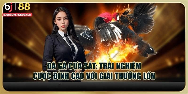 Những giống gà nổi trội thường được lựa chọn trong đá gà cựa sắt 
